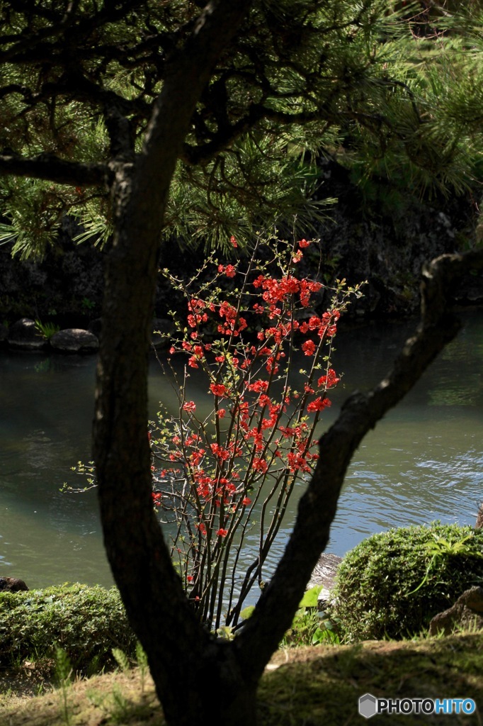 木の股から？