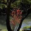 木の股から？