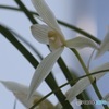 中国奥地の蘭　その３