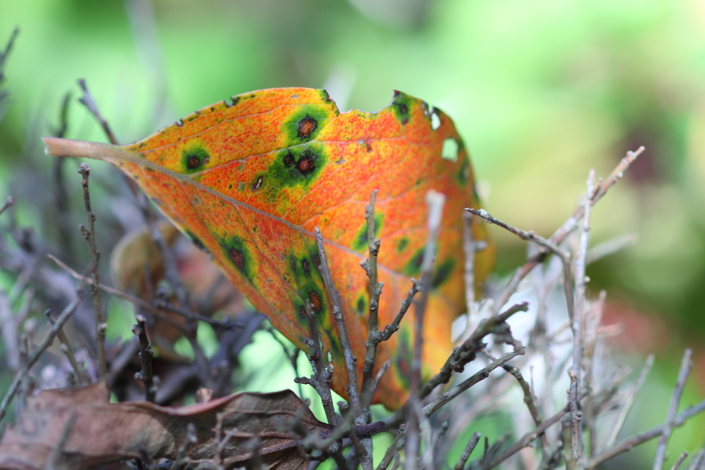 枯木に落ちた落ち葉