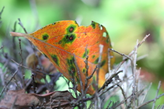 枯木に落ちた落ち葉