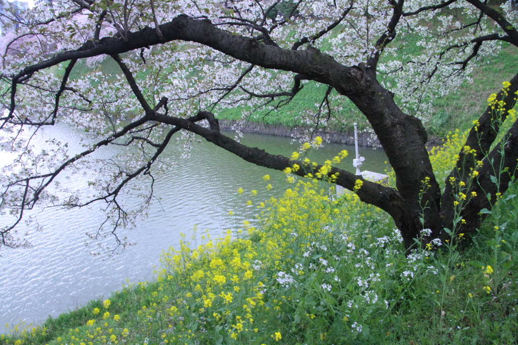 桜の木の下で　その２