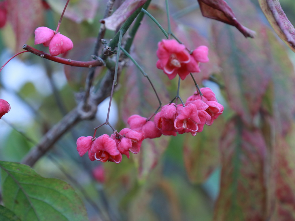 花のように