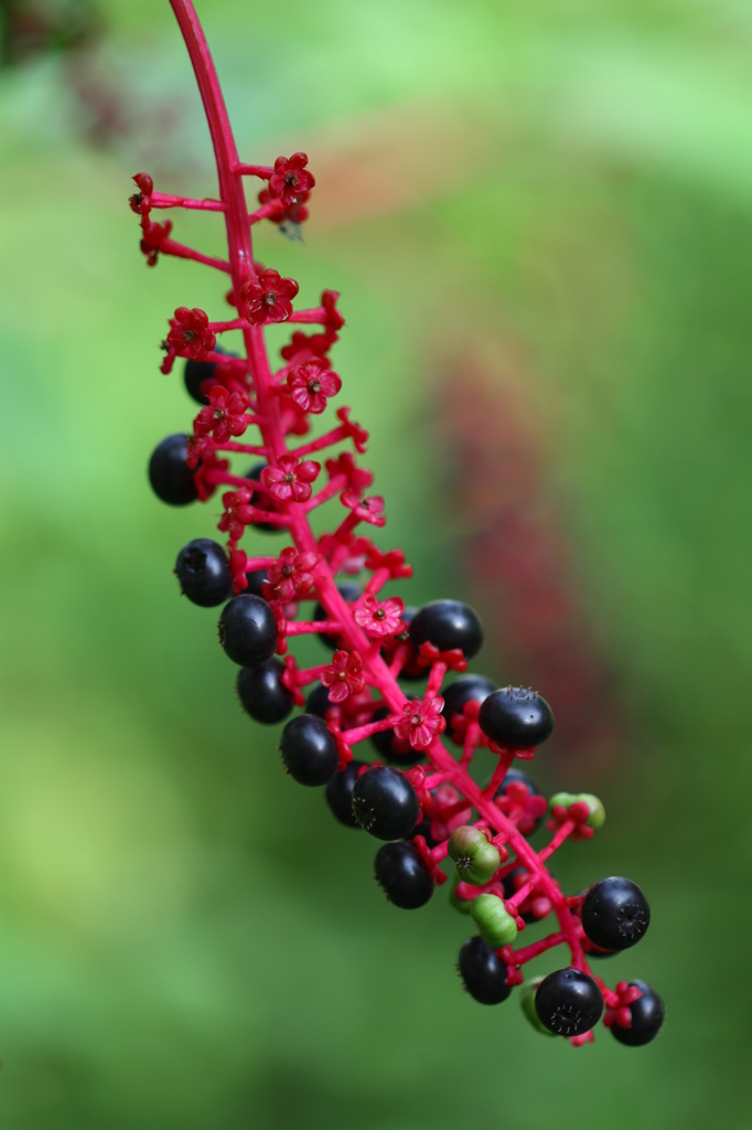 有毒！注意　その２