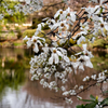 早春の花ですが
