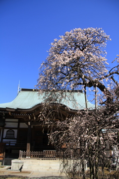 樹齢２００年　その１