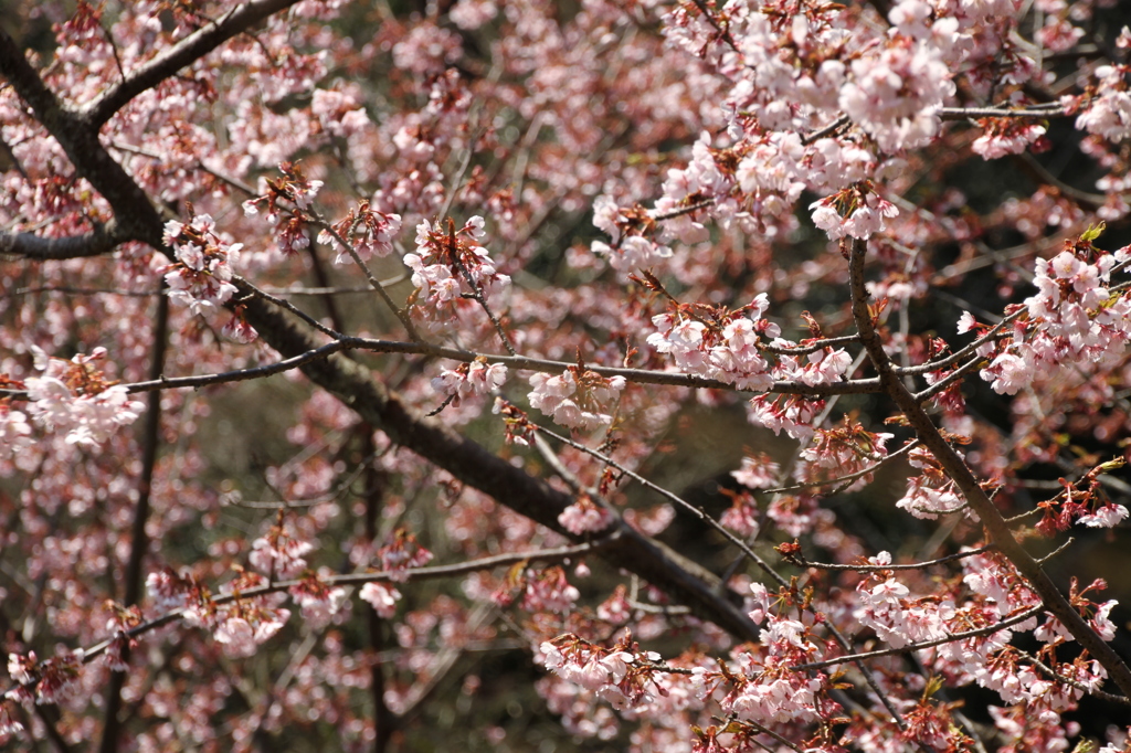 夢の桜　その２
