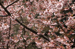 夢の桜　その２