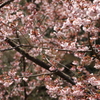 夢の桜　その２