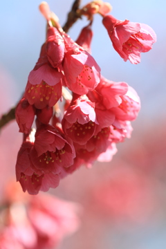 寒緋桜