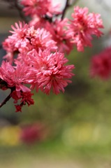 桜に続け！