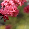 桜に続け！