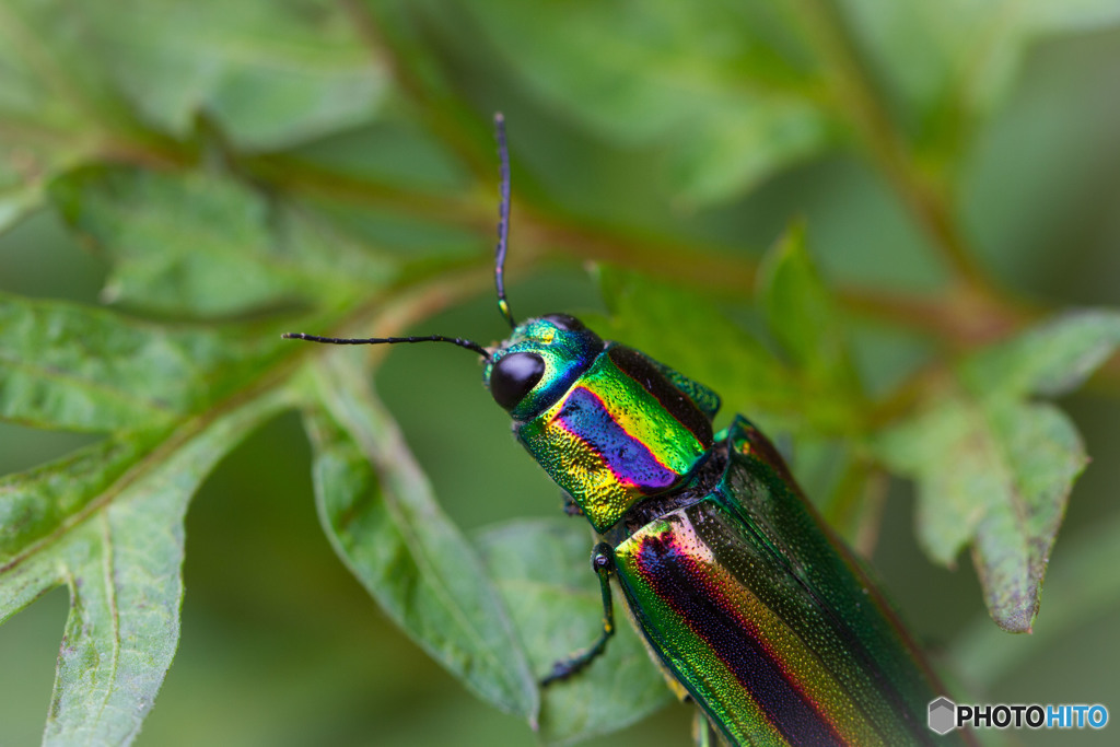 美しき害虫　その２