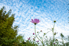 ひつじ雲　その２