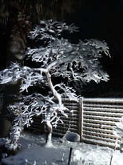 我が家のライトアップ