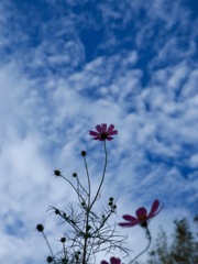 秋空