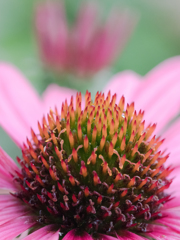 紫馬廉菊　その２
