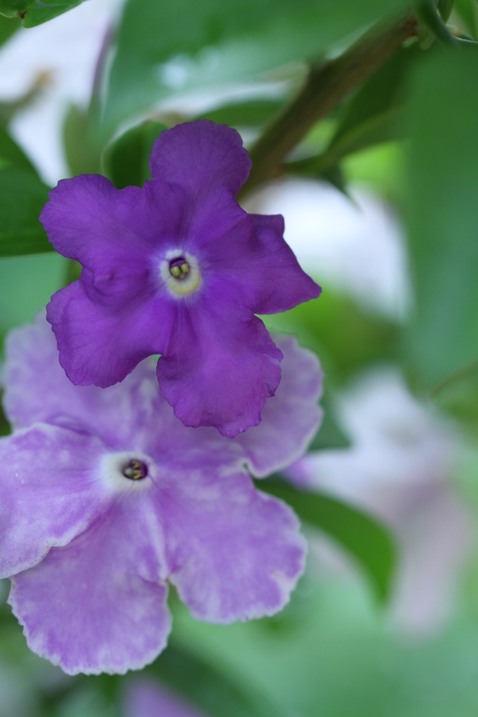 Yesterday  Today and Tomorrow