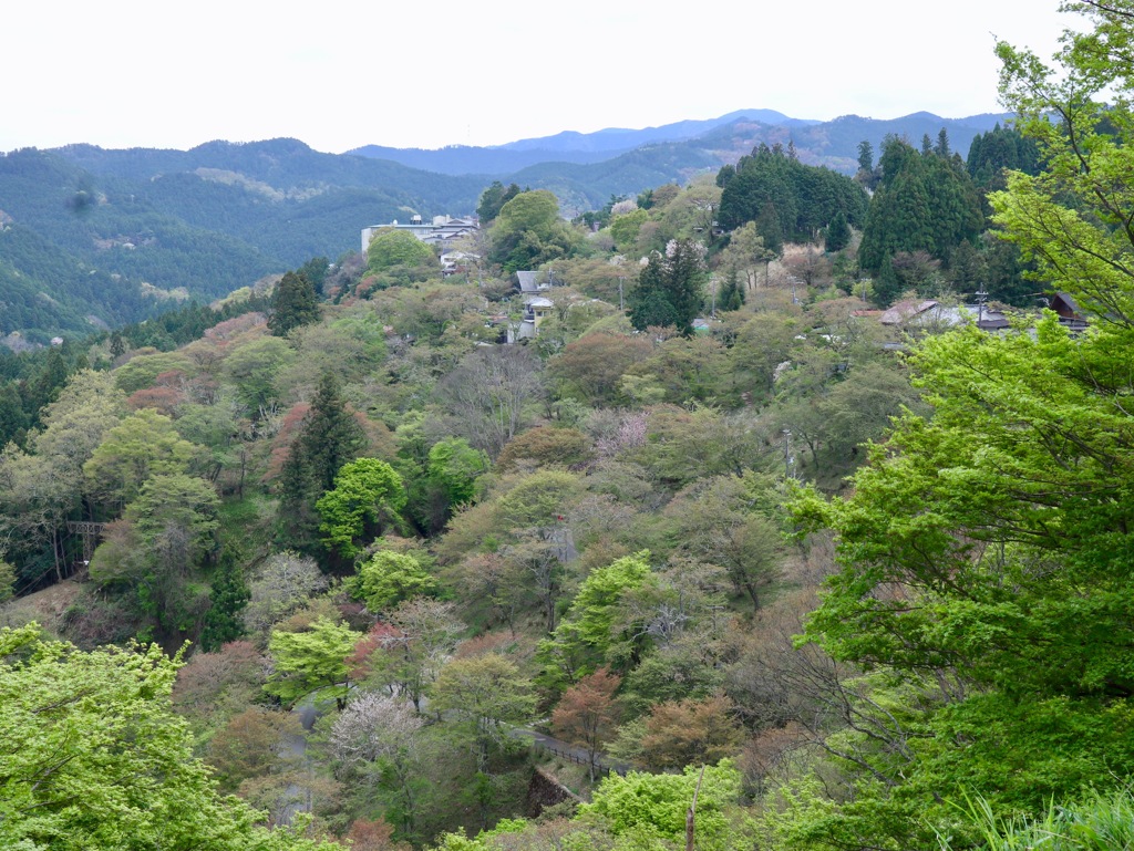 吉野千本桜？　