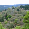 吉野千本桜？　