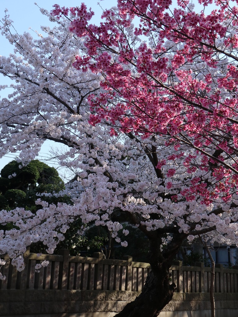 競う