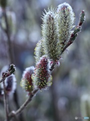 ネコが開花？