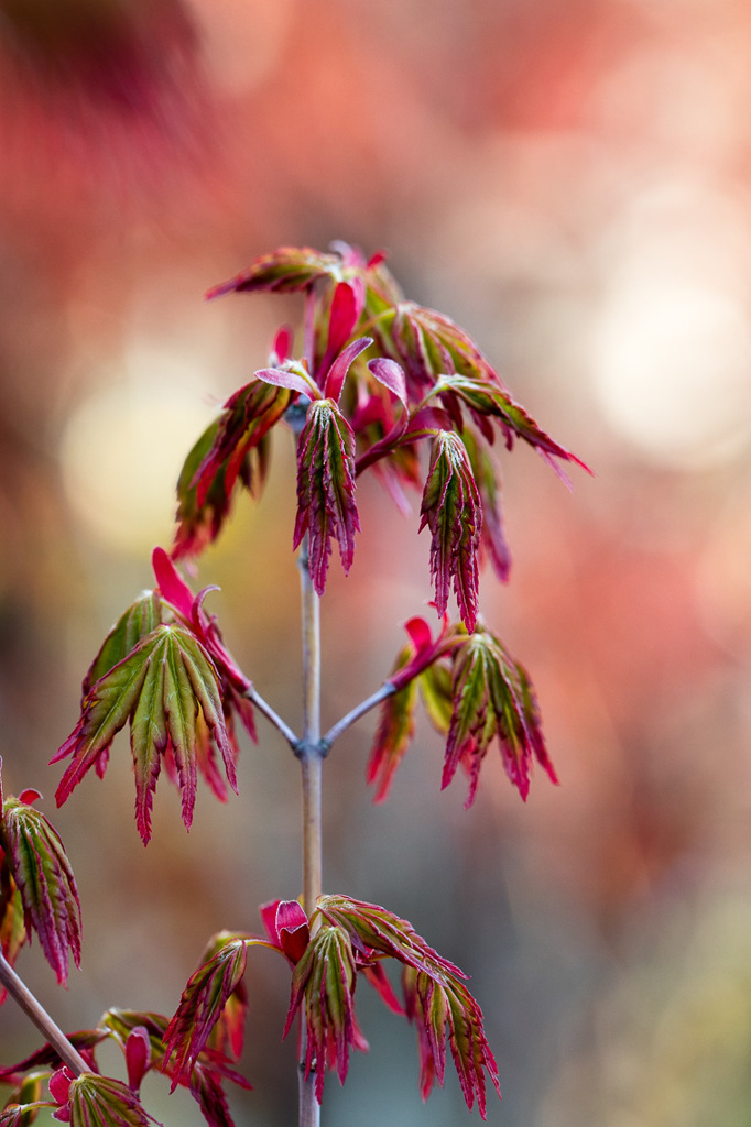 モミジ新芽