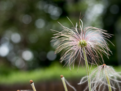 万葉植物園にて　その２