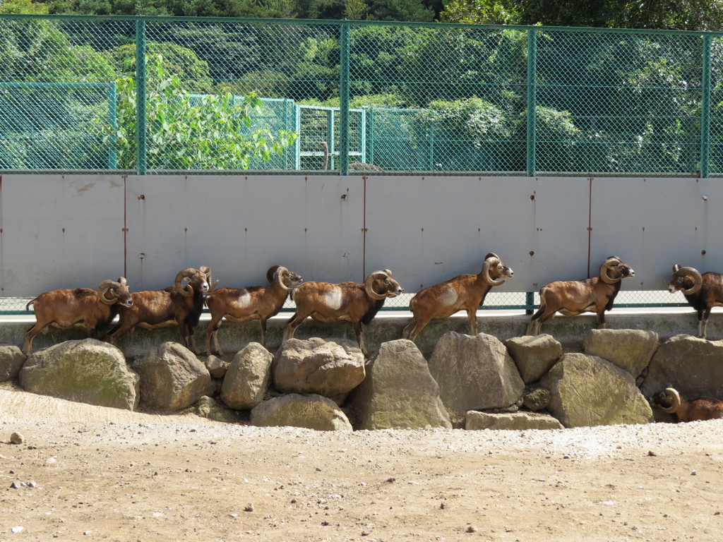 日陰を求めて　その１