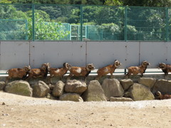 日陰を求めて　その１
