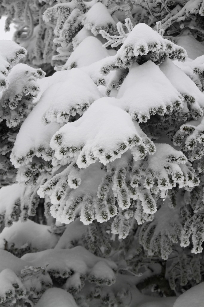 海老の尻尾再生中