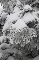 海老の尻尾再生中