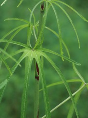 この葉何の葉？