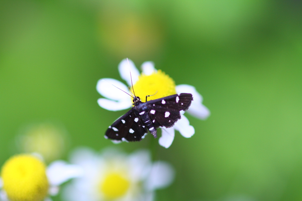 ハーブを求める？