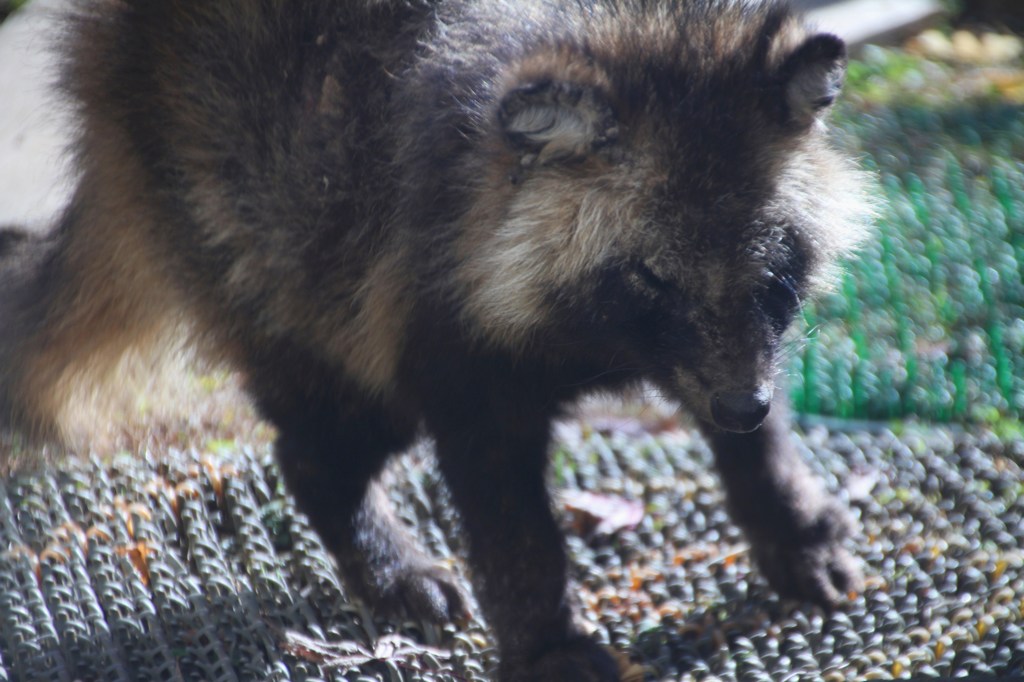 見知らぬ訪問客