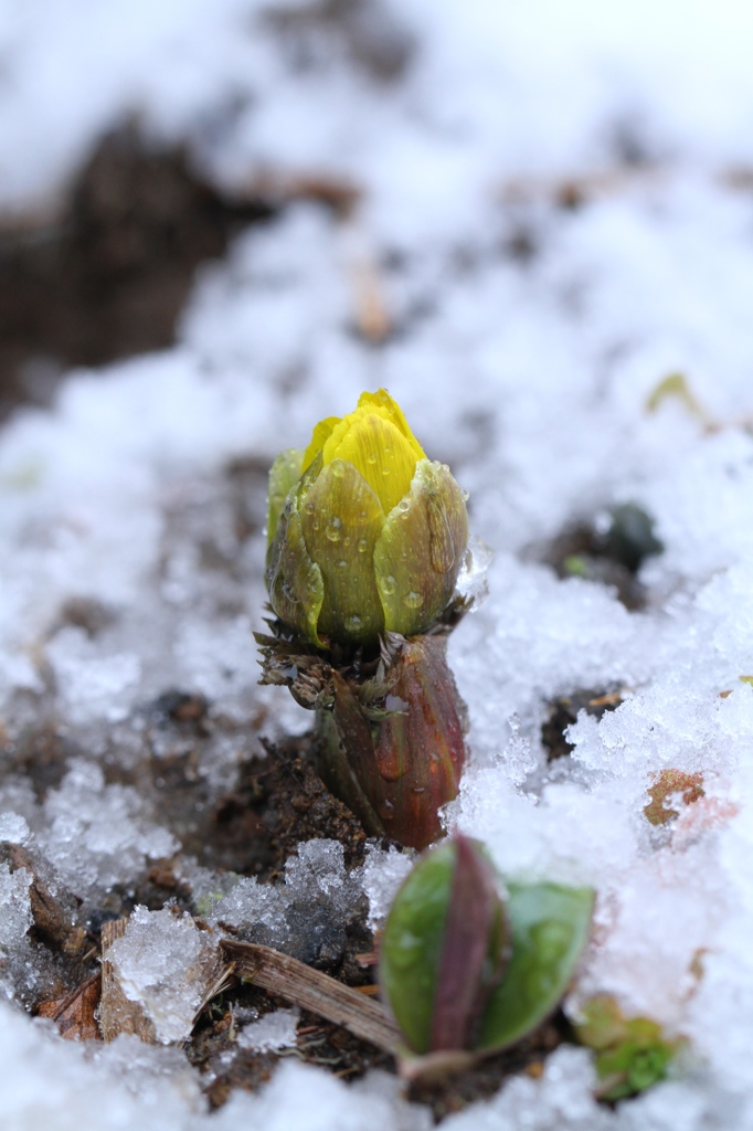 初積雪