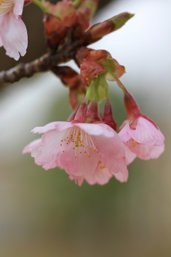 修善寺寒桜