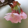 修善寺寒桜