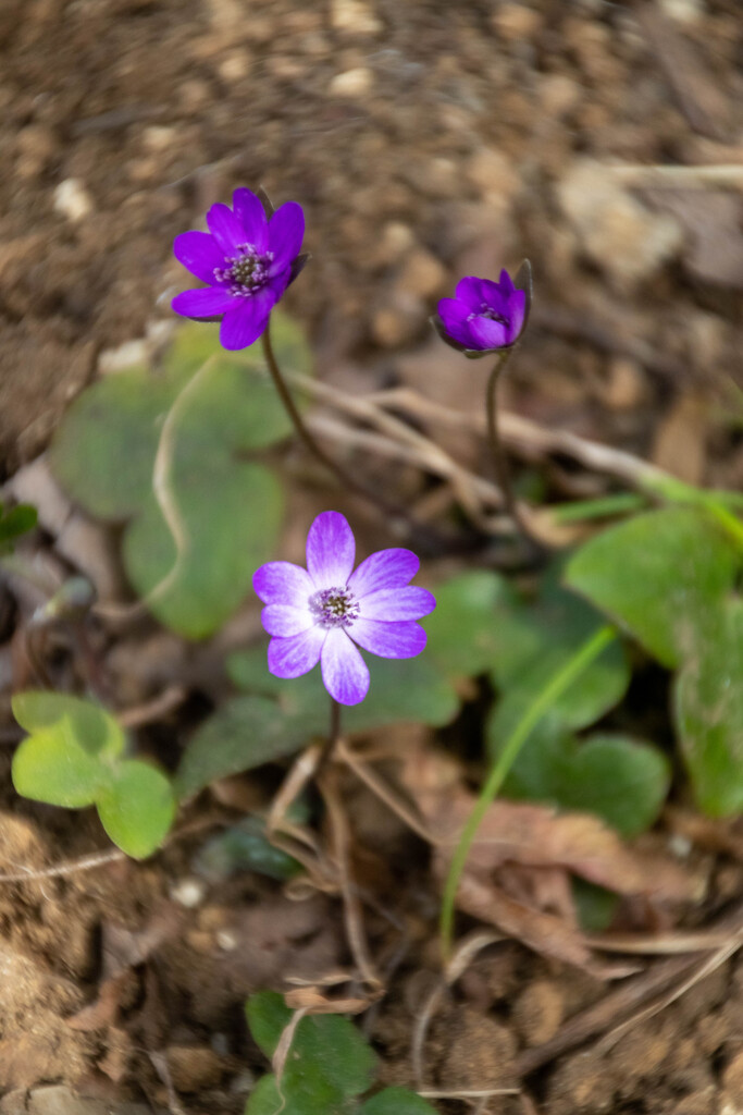 春の野草　その２