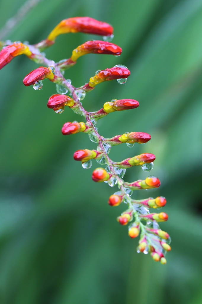 raindrop jewelry  その４