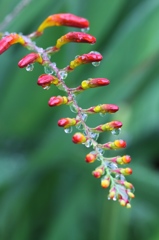 raindrop jewelry  その４