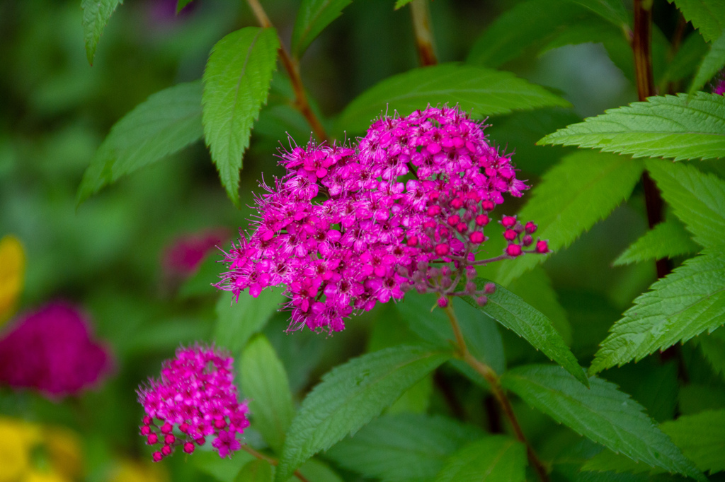梅雨時にはピンク　その２