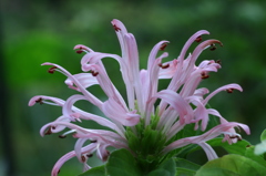 フラミンゴのダンス