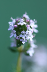 Ｔｈｙｍｅ