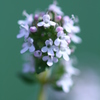 Ｔｈｙｍｅ