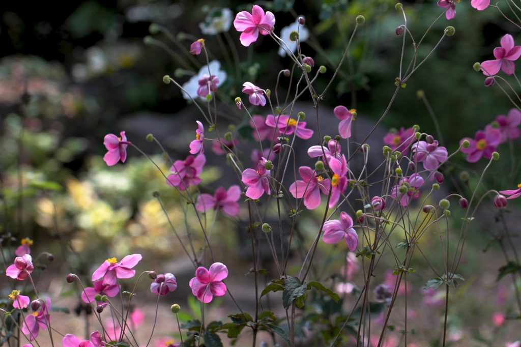 Japanese anemome
