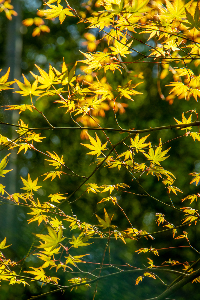 春紅葉　その２