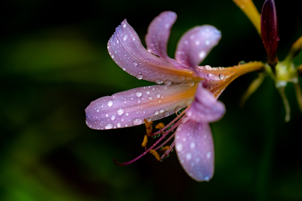 雨上がりに