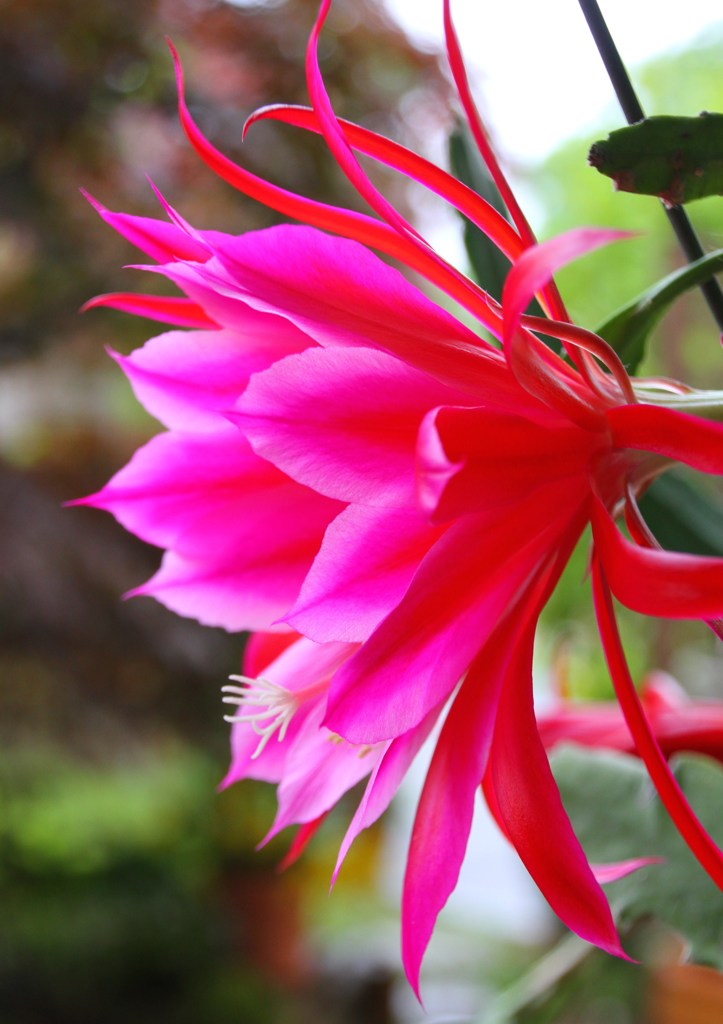 豪華絢爛その２