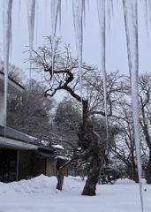 枝垂れる　その２